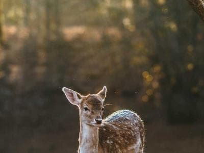 Photo de Alpha Condé